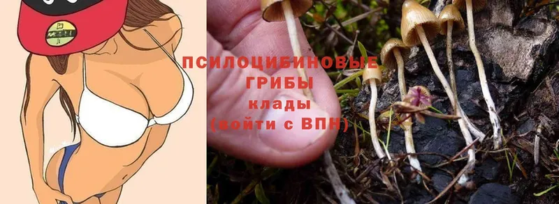 сколько стоит  Чкаловск  Псилоцибиновые грибы Psilocybine cubensis 