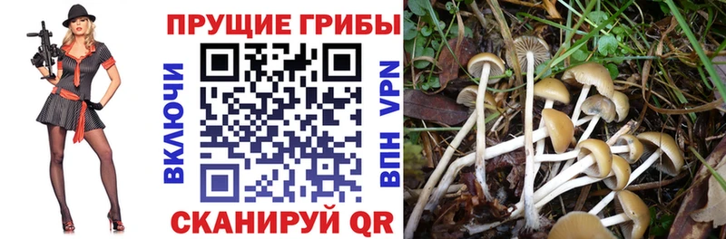 Псилоцибиновые грибы GOLDEN TEACHER Чкаловск